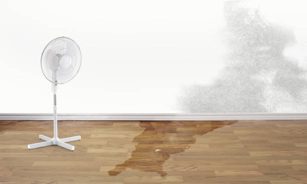 Best Water damage contractors near me  in Woodland Heights, PA